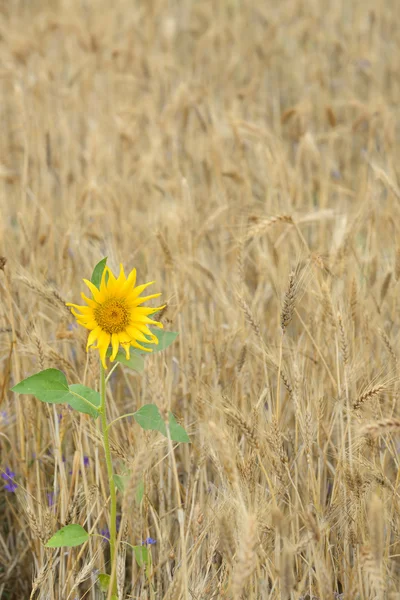 Tournesol isolé dans un champ — Photo