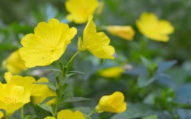 İyi akşamlar çuha çiçeği (Oenothera biennis)