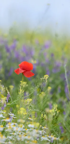 赤いケシおよび野生の花 — ストック写真