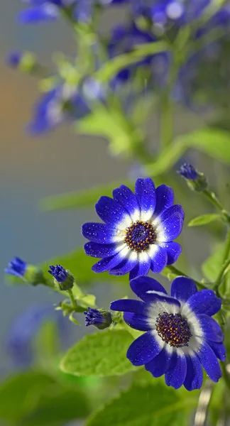 Błękitna cyneraria kwiaty w ogrodzie — Zdjęcie stockowe