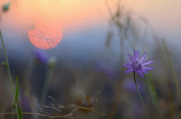 Xeranthemum annuum çiçekler — Stok fotoğraf