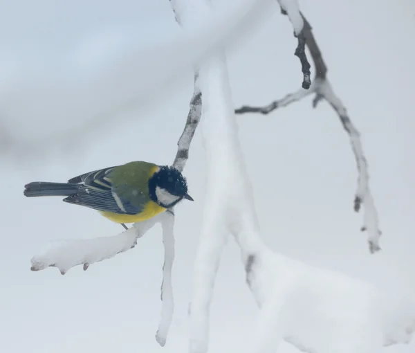 Great tit on tree brunch — Stock Photo, Image