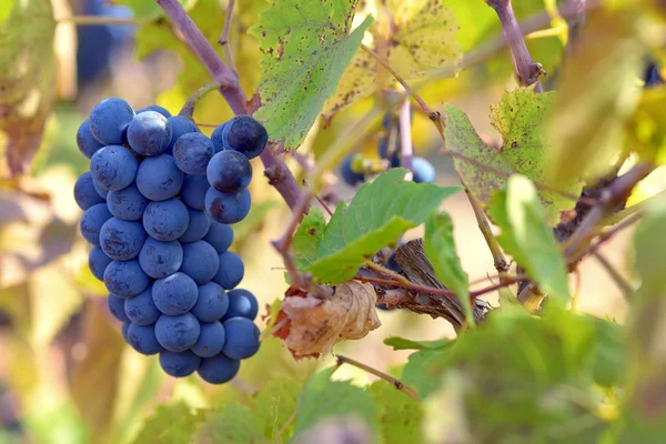 Uva rossa con foglie — Foto Stock