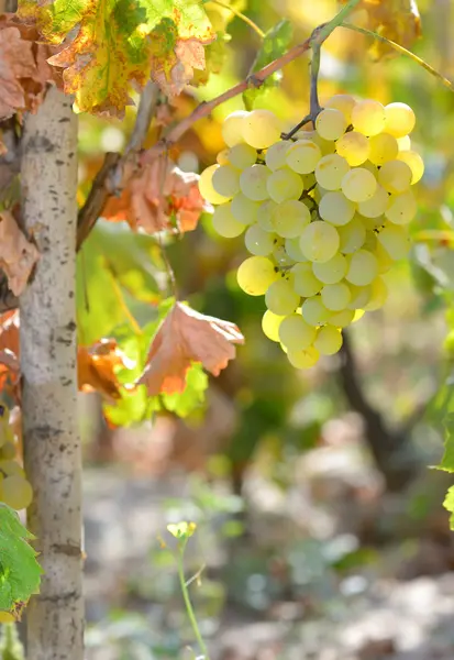 Close-up de uvas de vinho maduras — Fotografia de Stock