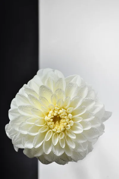 Makro der Chrysantheme — Stockfoto