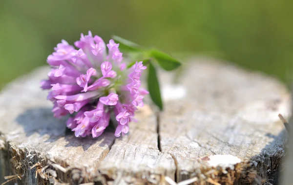 赤いクローバーの花 — ストック写真