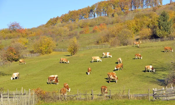 Paisagem rural com vacas leiteiras manchadas — Fotografia de Stock