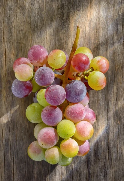 Bunch of unripe wine grapes — Stock Photo, Image