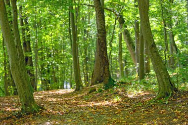 Eylül ayında orman