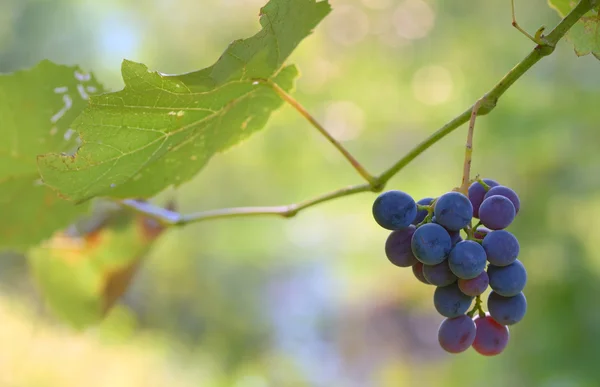 Manojos de uvas de vino tinto — Foto de Stock