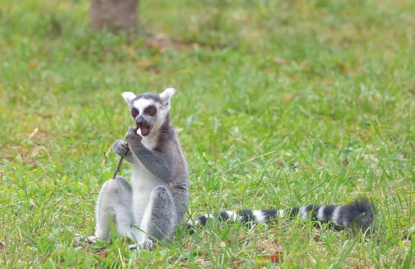 링 꼬리 여우원숭이 (Lemur catta)) 로열티 프리 스톡 이미지