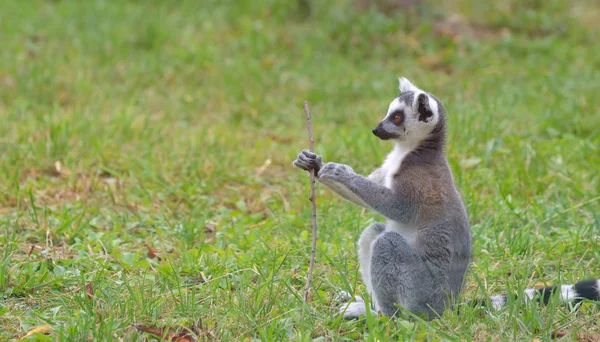 링 꼬리 여우원숭이 (Lemur catta)) 스톡 이미지