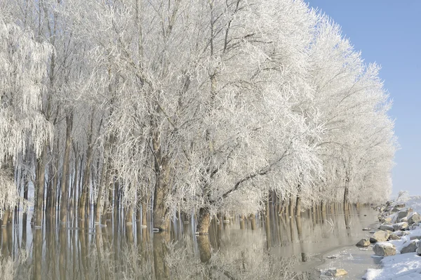 Árvores de inverno geladas no rio Danúbio — Fotografia de Stock