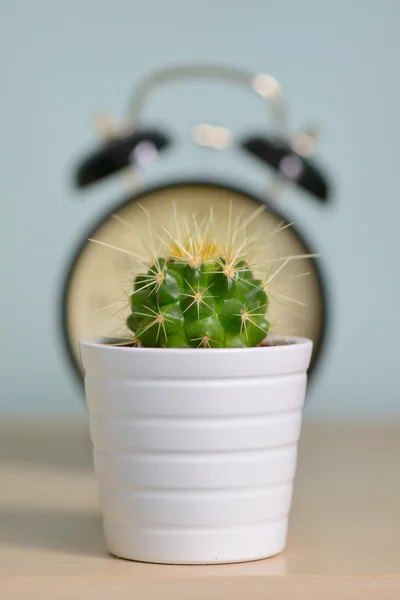 Enda cactus och väckarklocka — Stockfoto