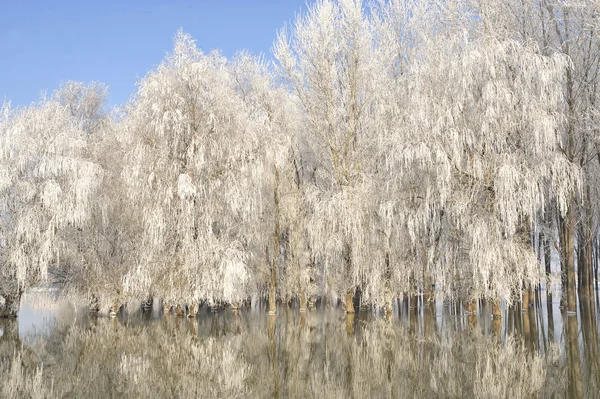 Frosty winter trees — Stock Photo, Image