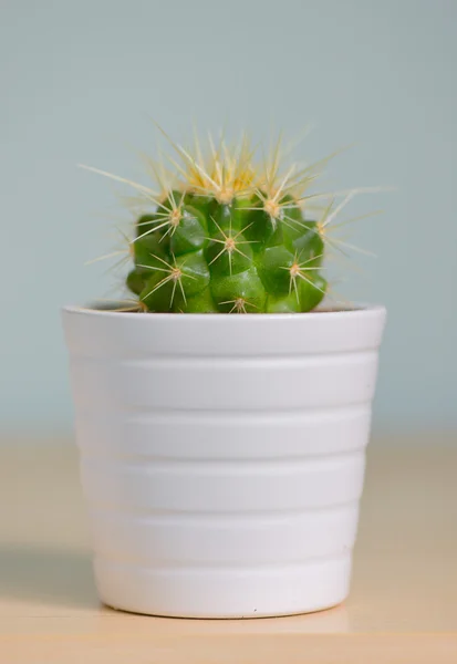 Liten dekorativ cactus i ett pot — Stockfoto