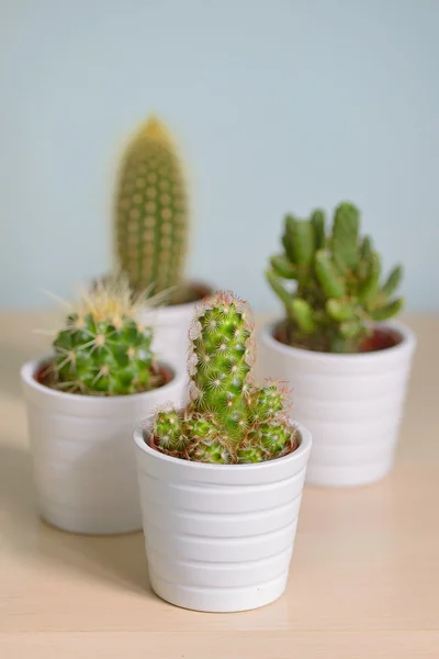 Olika cactus i krukor — Stockfoto