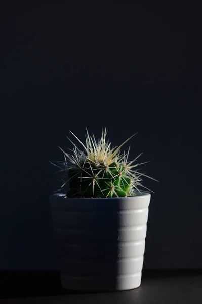 Närbild Single Kaktus Växter Studio — Stockfoto