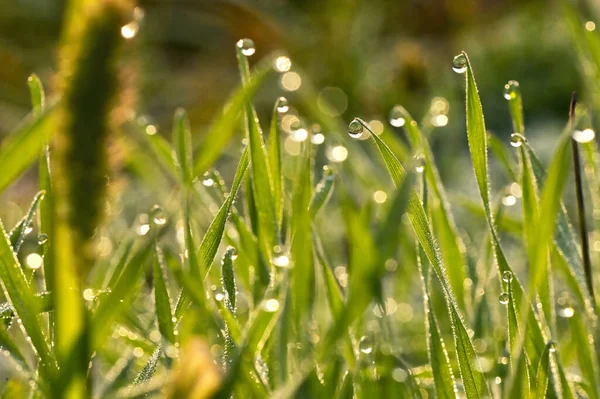 Herbe Fraîche Sur Champ Avec Gouttes Rosée Matin — Photo