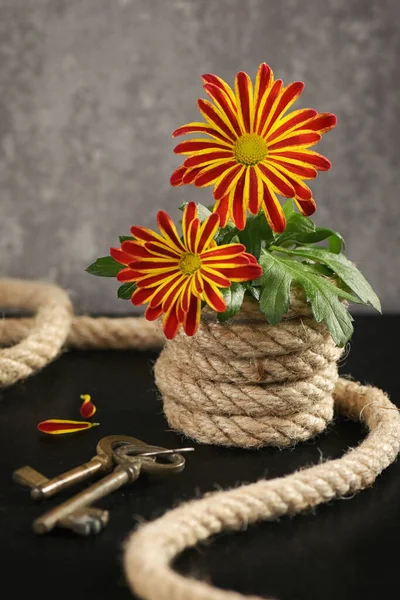 Closeup Daisy Chrysanthemum Rope Pot — Stock Photo, Image