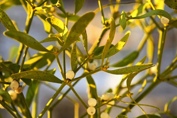 Branch Mistletoe Ribbon Nature — Stock Photo, Image