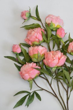 Yakın plan Beyaz Arkaplanda Güzel Pembe Şakayık Çiçekleri