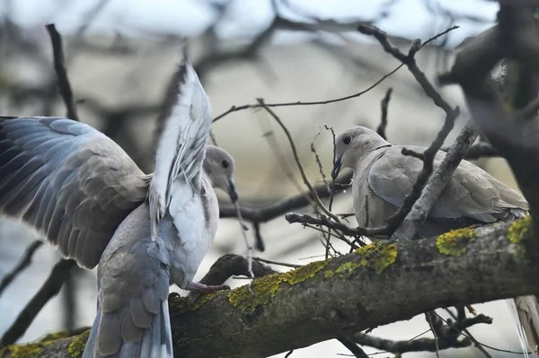 Young Dove Streptopelia Decaocto Nesting Spring — Stock Photo, Image