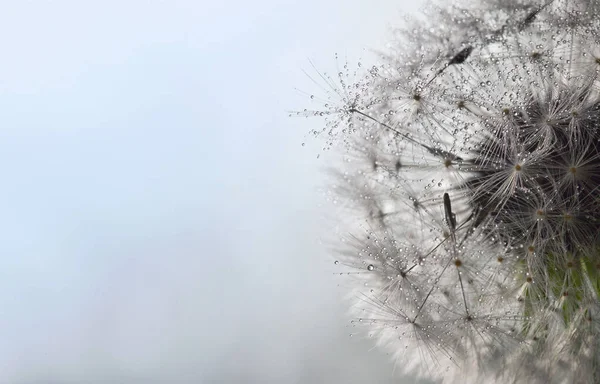 Closeup Dandelion Dew Drops Soft Nature Background — Stock Photo, Image
