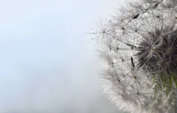 Gros Plan Pissenlit Gouttes Rosée Fond Nature Doux — Photo