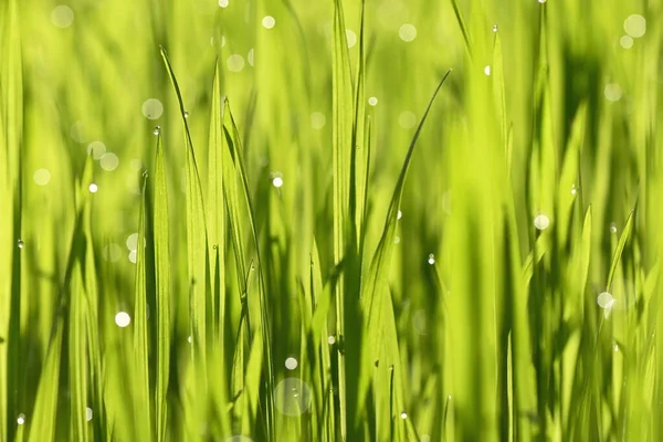 Tautropfen Hautnah Auf Frühlingsgras — Stockfoto