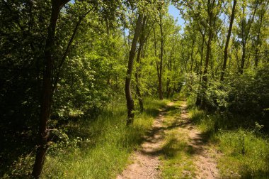 Baharda Güneş Işıklı Yeşil Orman ve Yol