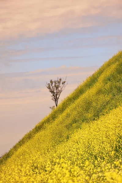 Campo Colza Árbol Solo Cielo Azul Primavera — Foto de Stock