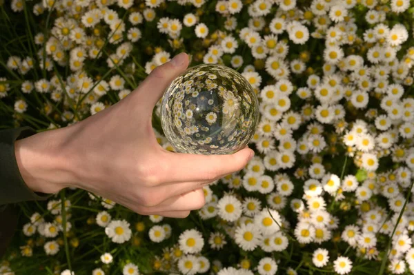 Een Glazen Ronde Lenzen Bal Madeliefjes Kamille Het Voorjaar — Stockfoto