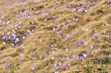 Bahar Uyanışı, Romanya Dağlarındaki Crocus Çiçekleri Baharda