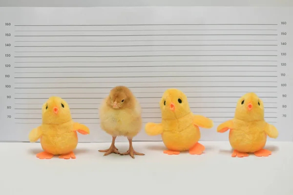 Pollo Real Conceptual Juguete Posando Para Toma Taza Estación Policía —  Fotos de Stock