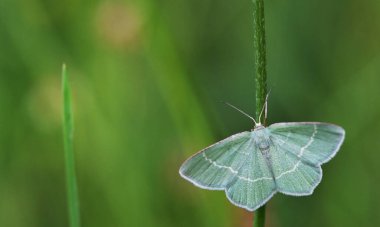 Closeup Campaea margaritaria Linnaeus moth in summer