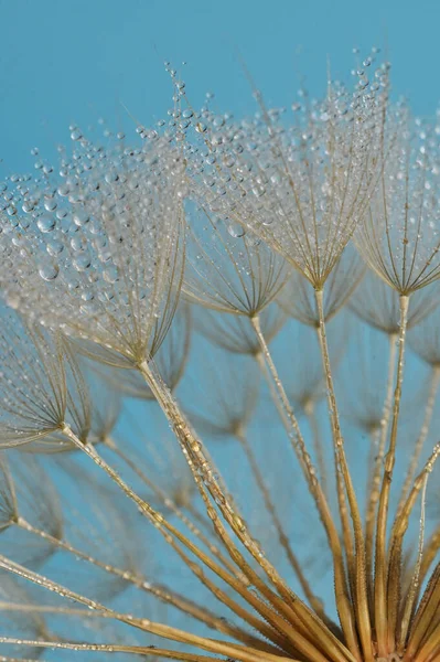 Gros Plan Pissenlit Gouttes Rosée Fond Nature Doux — Photo