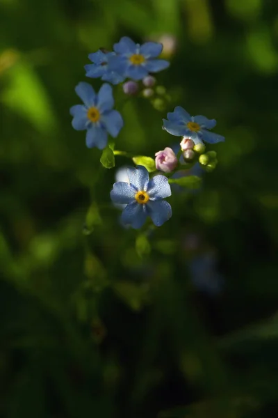 Крупный План Myosotis Scorpioides Голубые Цветы Саду — стоковое фото