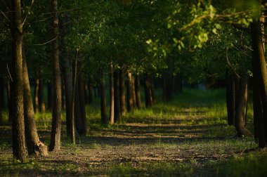 Yazın Güneş Işıklı Yeşil Orman ve Yol