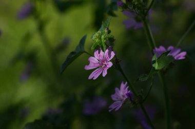 Yakın çekim Malva Sylvestris, Yaz Alanı 'nda yaygın yaban ördeği