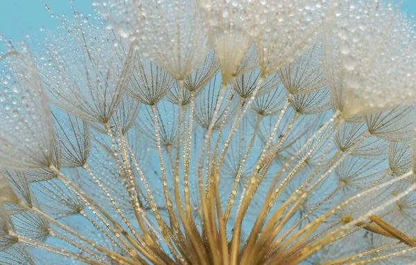Closeup Dandelion Dew Drops Soft Nature Background — Stock Photo, Image