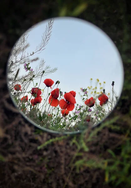 Espejo Abstracto Que Refleja Las Flores Amapola Cielo — Foto de Stock