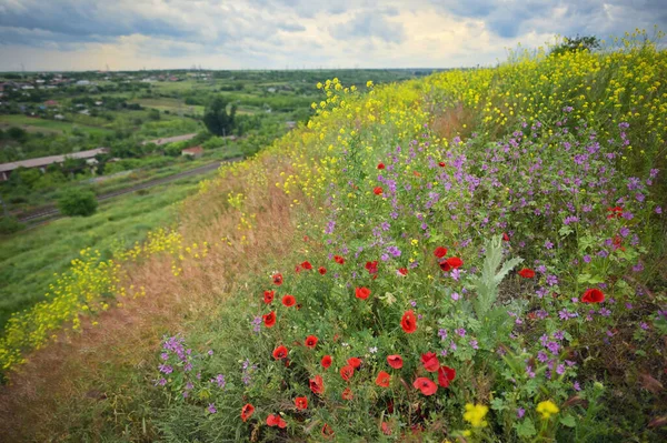 Buntes Feld Mit Rotem Mohn Und Gelben Violetten Blumen — Stockfoto