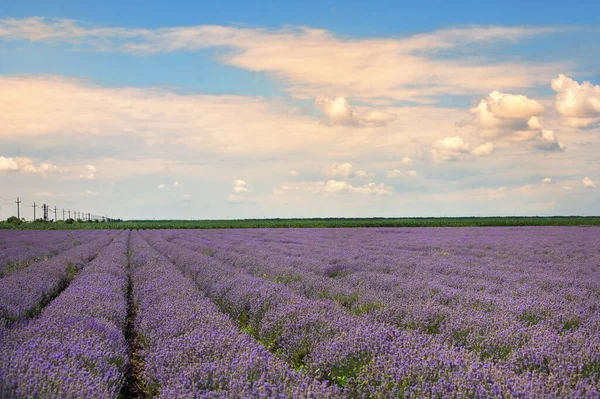 Beautiful Lavender Field Summer Time — Stock Photo, Image