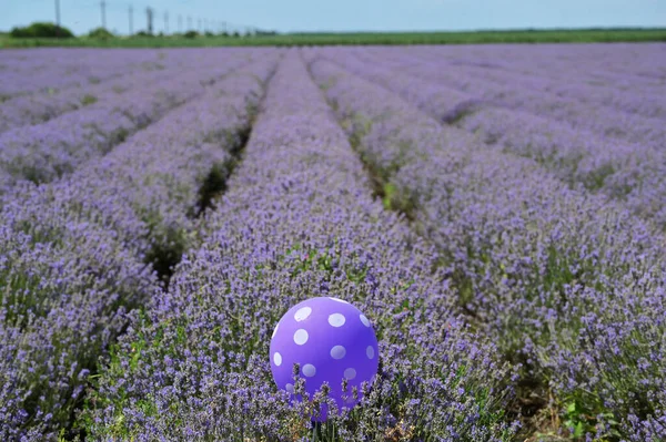 Beautiful Lavender Field Summer Time Violet Balloon — Stock Photo, Image