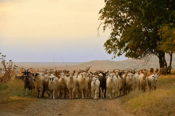 在罗马尼亚格里奇路上的山羊 夏日落山 — 图库照片