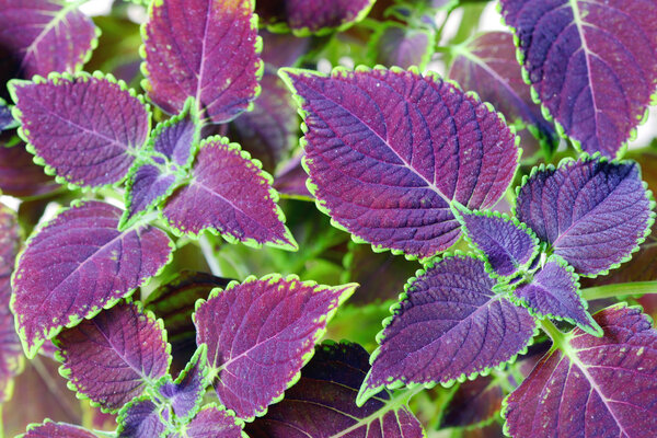 coleus blumei