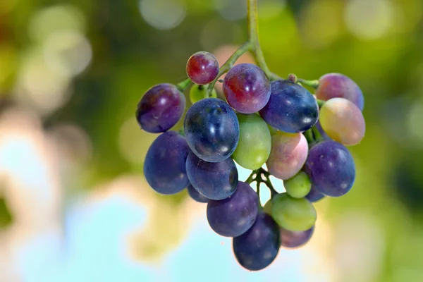 Unripe grapes — Stock Photo, Image