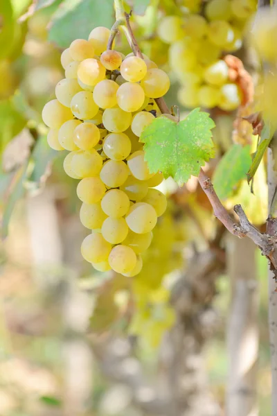 Uvas amarelas — Fotografia de Stock