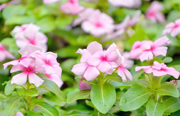 Schöne rosa Vinca-Blüten — Stockfoto